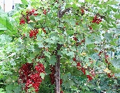 Ribes rubrum 'Jonkher van Tets', rungollinen punaherukka